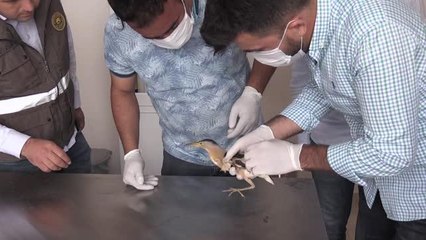 Yaralı bulunan balaban tedavi altına alındı