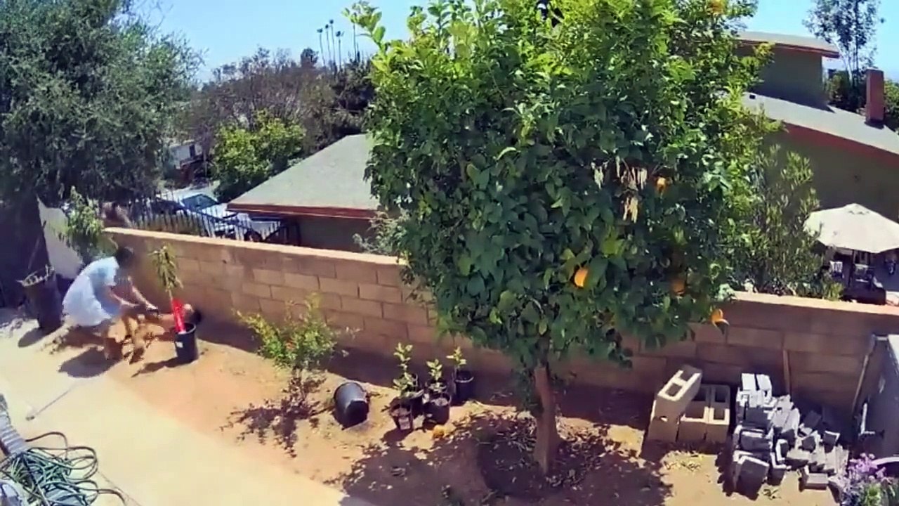 فتاة تنقذ كلب من هجوم دب شرس: فيديو رصد شجاعتها