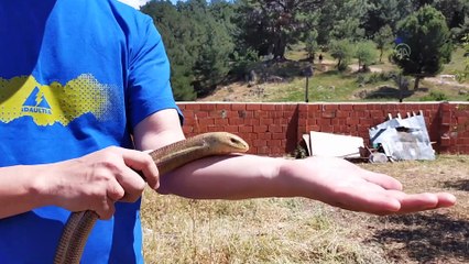 BALIKESİR - Kazdağları'ndaki bahçesinde oluklu kertenkele bulan muhtardan çiftçilere hayvanı öldürmemeleri çağrısı