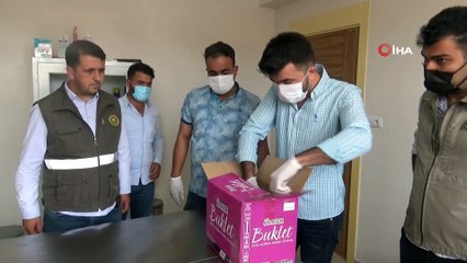 Nesli tükenmekte olan 'balaban kuşu' yaralı bulundu