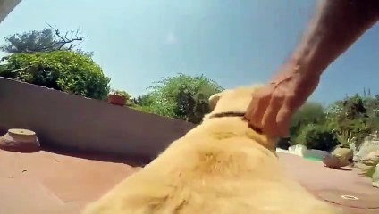 Un chien se rue à l'eau