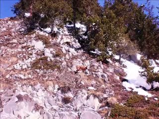 un chamois a pralognan la vanoise du 12 au 18 février 2012