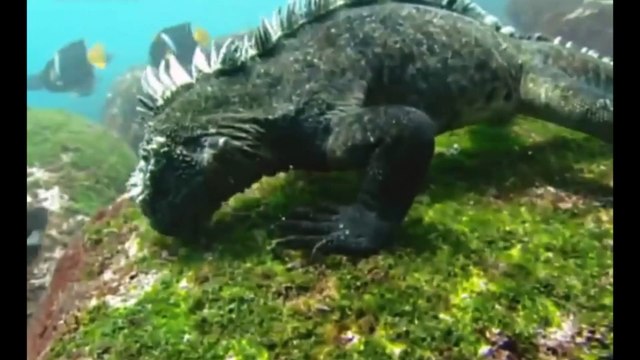 Swimming Marine Iguanas Galapagos