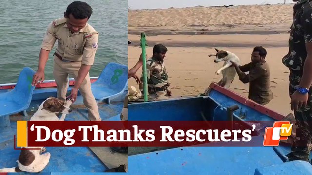 Stray Dog Marooned On Island Created Overnight By Sea Current Rescued By Odisha Forest Officials