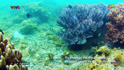 Đài TH Việt Nam | VTV4 - Hình hiệu Bản tin tiềng Anh / VTV News (từ 2017)