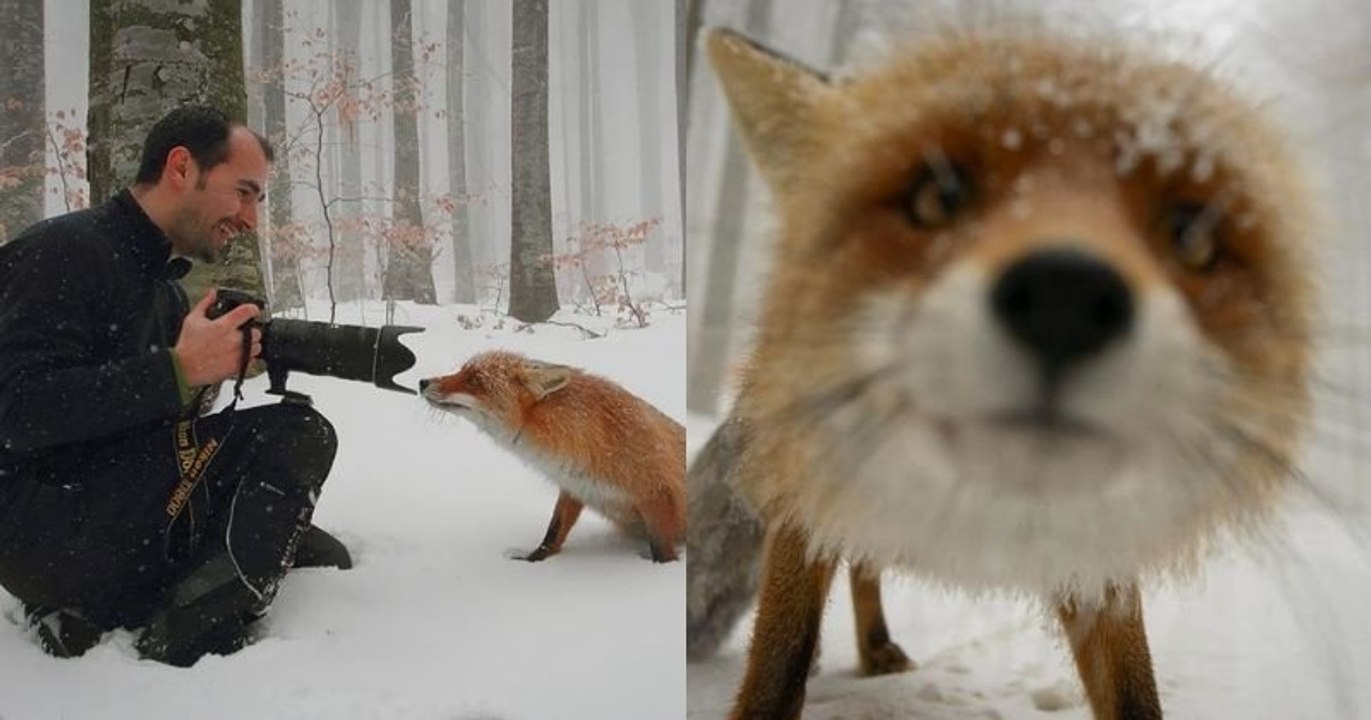 Ce fil Twitter amusant recense les meilleurs « photobombs » d'animaux interrompant des photographes animaliers
