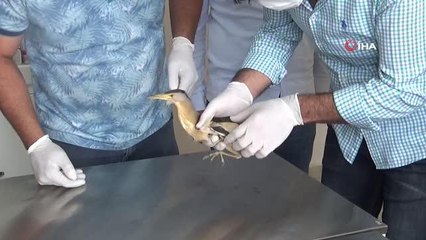 Nesli tükenmekte olan 'balaban kuşu' yaralı bulundu