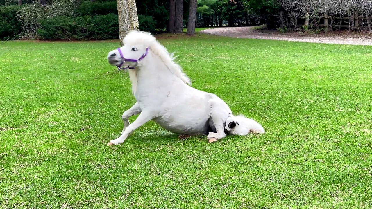 Rejected Lamb Adopted by Loving Mare