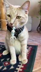 Lizard Kisses for Kitty