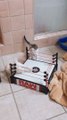 Kittens Clash in Wrestling Ring