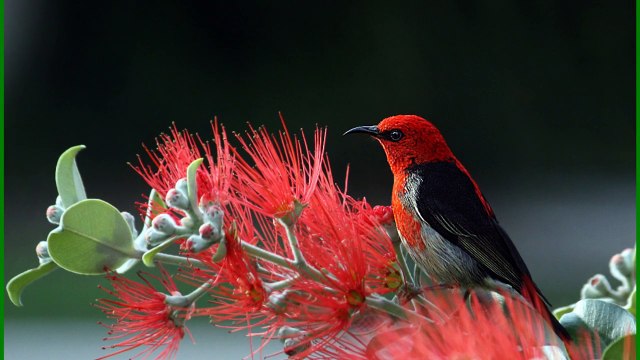 An image of blossoms held tight the divider. The blossoms wilted exposed..,,/