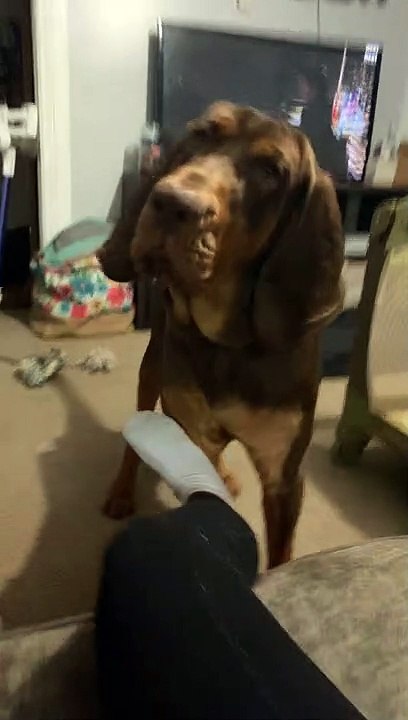 Hound Howls for Grandma's House