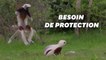 De rares lémuriens "dansants" protégés pour la première fois dans un zoo européen