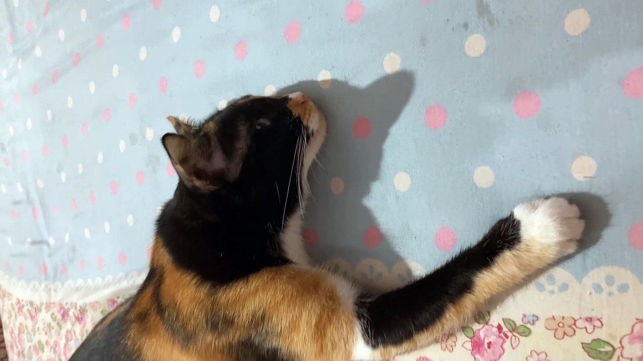 Cat Flicks Rubber Band Off Ear video Dailymotion