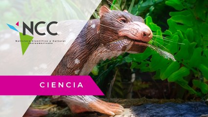 En la Patagonia chilena descubren restos de nueva especie de mamífero