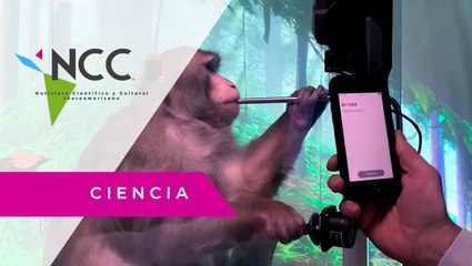 Neuralink controla el cerebro de un mono con Inteligencia Artificial