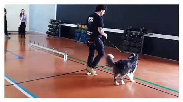 La Universidad de País Vasco elabora un estudio para diagnosticar la COVID-19 con perros adiestrados