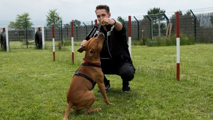 Rent a Dog: Gut für Mensch und Tier