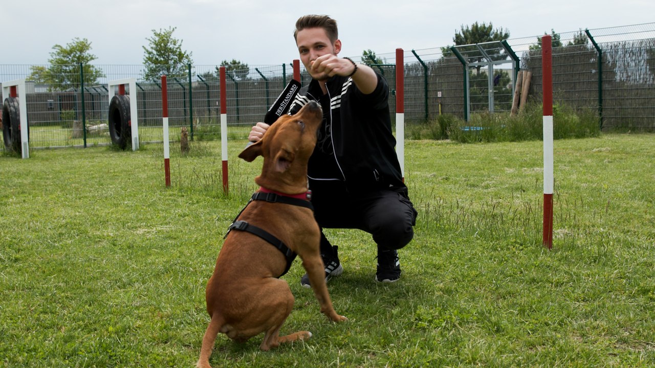 Rent a Dog: Gut für Mensch und Tier