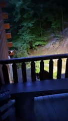 Visiting Bear Doesn't Appreciate Friendly Greeting