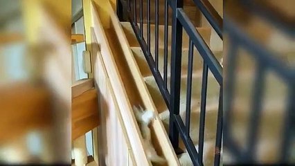 Baby Cats - Cute and Funny Cat Videos Compilation @27 _ Aww Animals