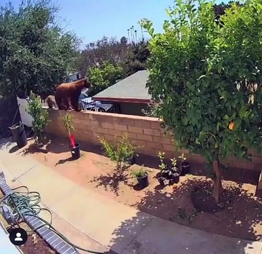 Mujer enfrenta a un enorme oso para salvar a sus mascotas