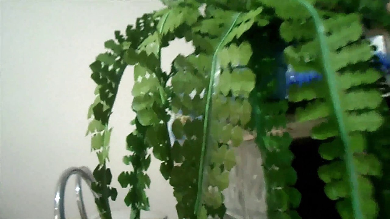 SAMAMBAIA HAVAIANA DE SACO PLASTICO