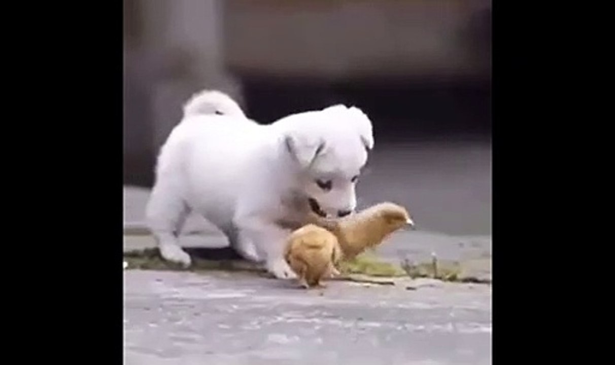 Cute Dog #short3