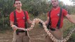 Cobra com cerca de 2,5 metros assusta moradores de Sousa e bombeiros capturam animal; confira