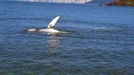 Baleia jubarte se diverte em Itajaí
