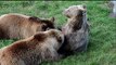 Bear funny ,cute video _ Bear kids playing With kids _ Mother Bear Nurses Her Cubs _Animals Places Random Videos