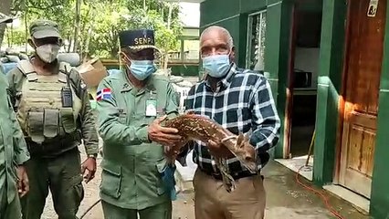 Autoridades recuperan venado bebé en el municipio de Quisqueya