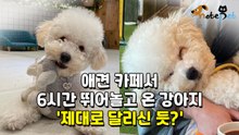 애견 카페서 6시간 뛰어놀고 온 강아지 '제대로 달리신 듯?'