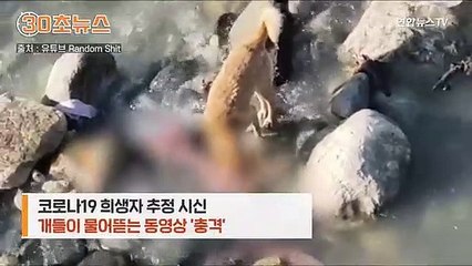 [30초뉴스] 떠돌이 개에 훼손되는 강변 시신들…"종말 보는 듯"