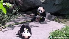 认真吃饭的小学霸和打滚溜号的小学渣