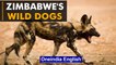 Zimbabwe's wild dogs most threatened carnivores in Africa|Savé Valley Conservancy | Oneindia News