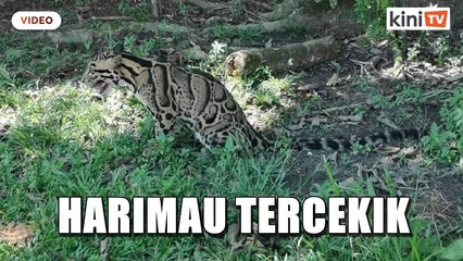 Penduduk gempar jumpa harimau tercekik belakang rumah