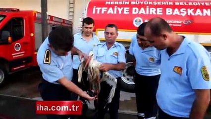 Bilim insanlarının incelemeye aldığı leylek öldürüldü