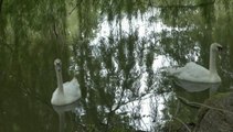 LES W-D.D. MICHOU64 NEWS - 2 JUIN 2021 - PAU - LAC DU PARC BEAUMONT RÉINTRODUCTION D'UN COUPLE DE CYGNES