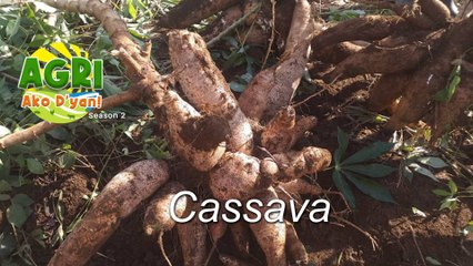 “CASSAVA” Ep.58 AGRI Ako D’yan