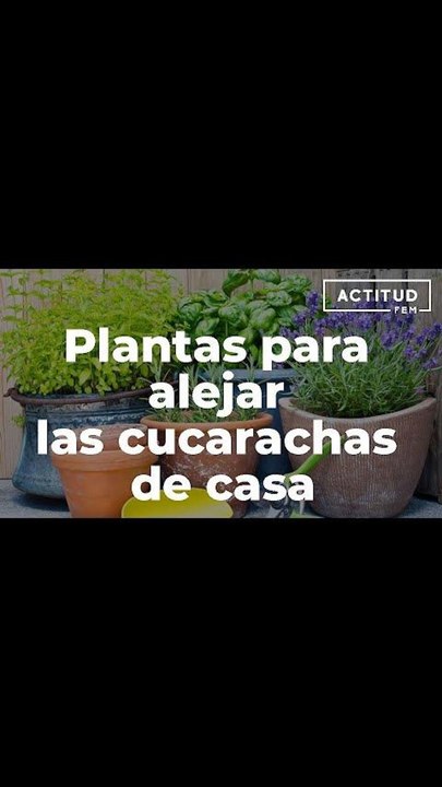 Plantas para alejar las cucarachas de casa.