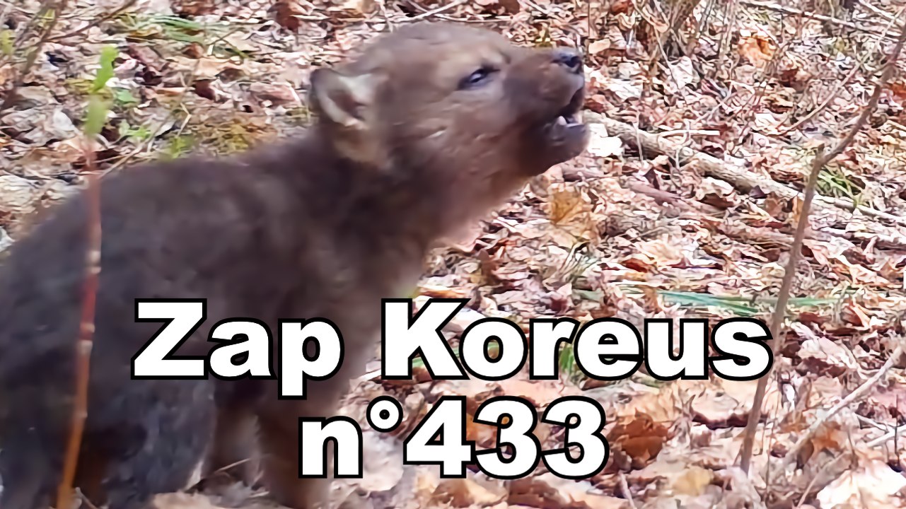 Zap Koreus n°433