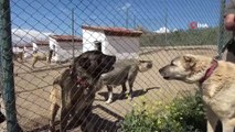 Dünyaca ünlü Kangal köpekleri şimdi de cezaevlerini koruyacak