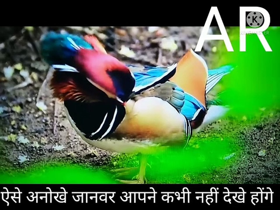 ऐसे अनोखे जानवर आपने कभी नहीं देखे होंगे अब यह वीडियो में देखिए अनोखे जानवर सबसे बेस्ट जानवर सबसे अच्छे दिखने वाले जानवर जो जानवर आपने कभी अपने सपनों में भी नहीं देखे होंगे वीडियो में देखिए