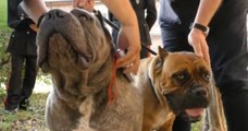 Ancona - Maltrattamento e traffico internazionale cuccioli, 40 denunce (03.06.21)