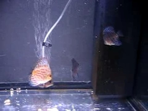 jeunes discus malades