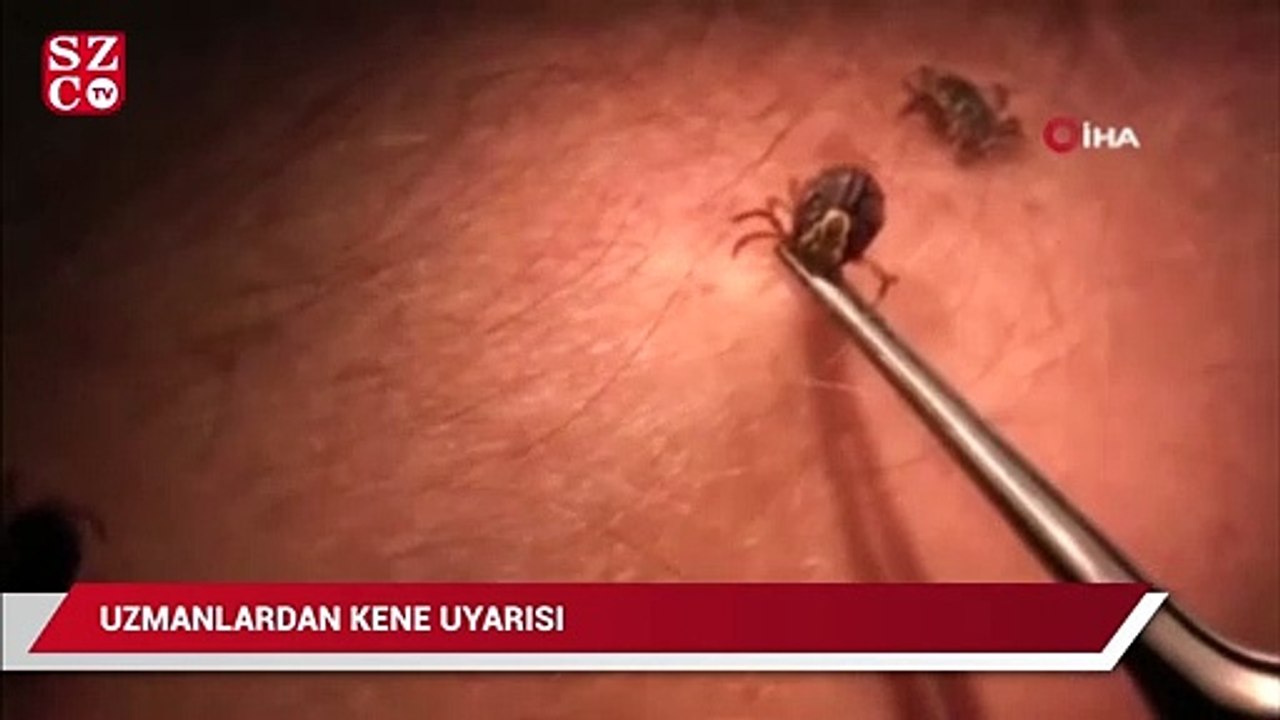 Uzmanlardan ’kene’ uyarısı: 10 gün içinde öldürebiliyor
