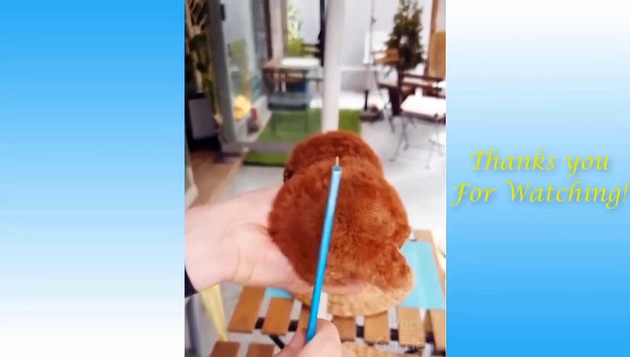 Cute Pets And Funny Animals video Compilation #4