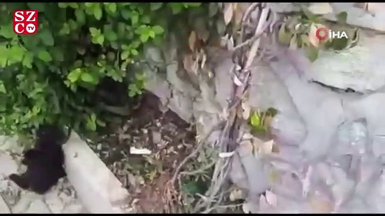 Kedi ile köpeğin dostluğu görenleri şaşırtıyor