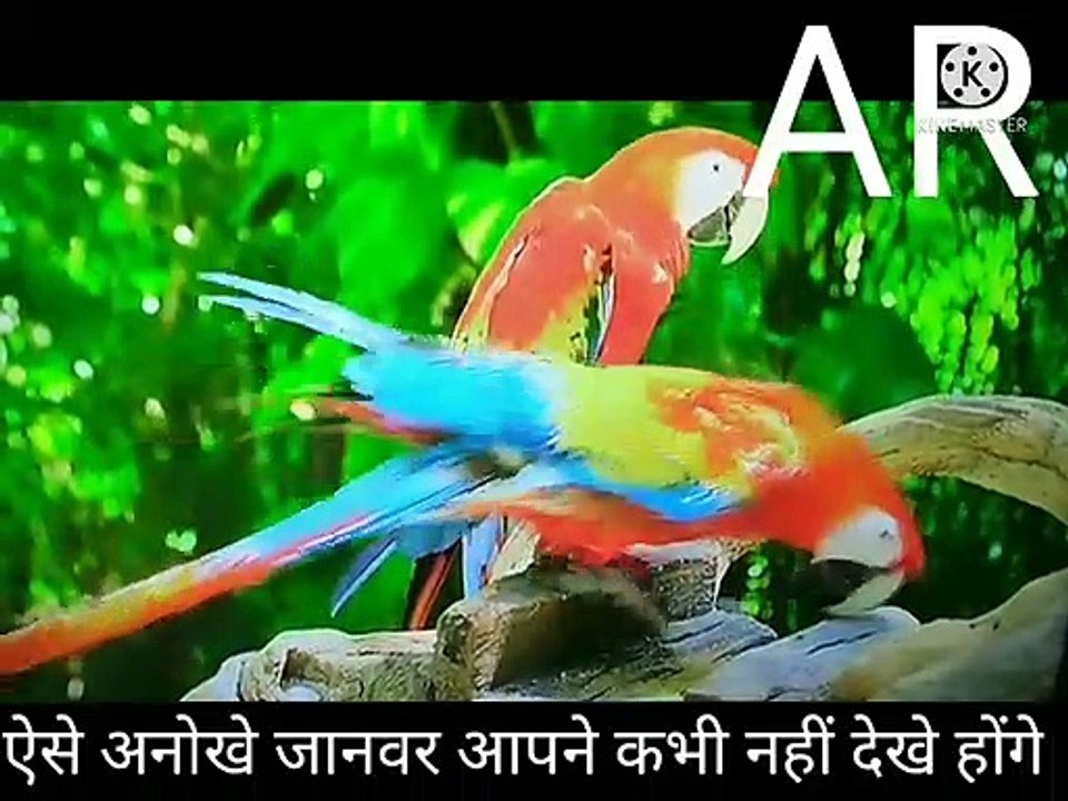 पोपट सबसे एचडी कलर में दिखने वाला आपने कभी ऐसा वीडियो नहीं देखा होगा तो आज जरूर देखिए कि वो पोपट कैसे-कैसे कलर होते हैं वीडियो देखोगे तो ही पता चलेगा पोपट कैसी-कैसी  क्वालिटी होते हैं